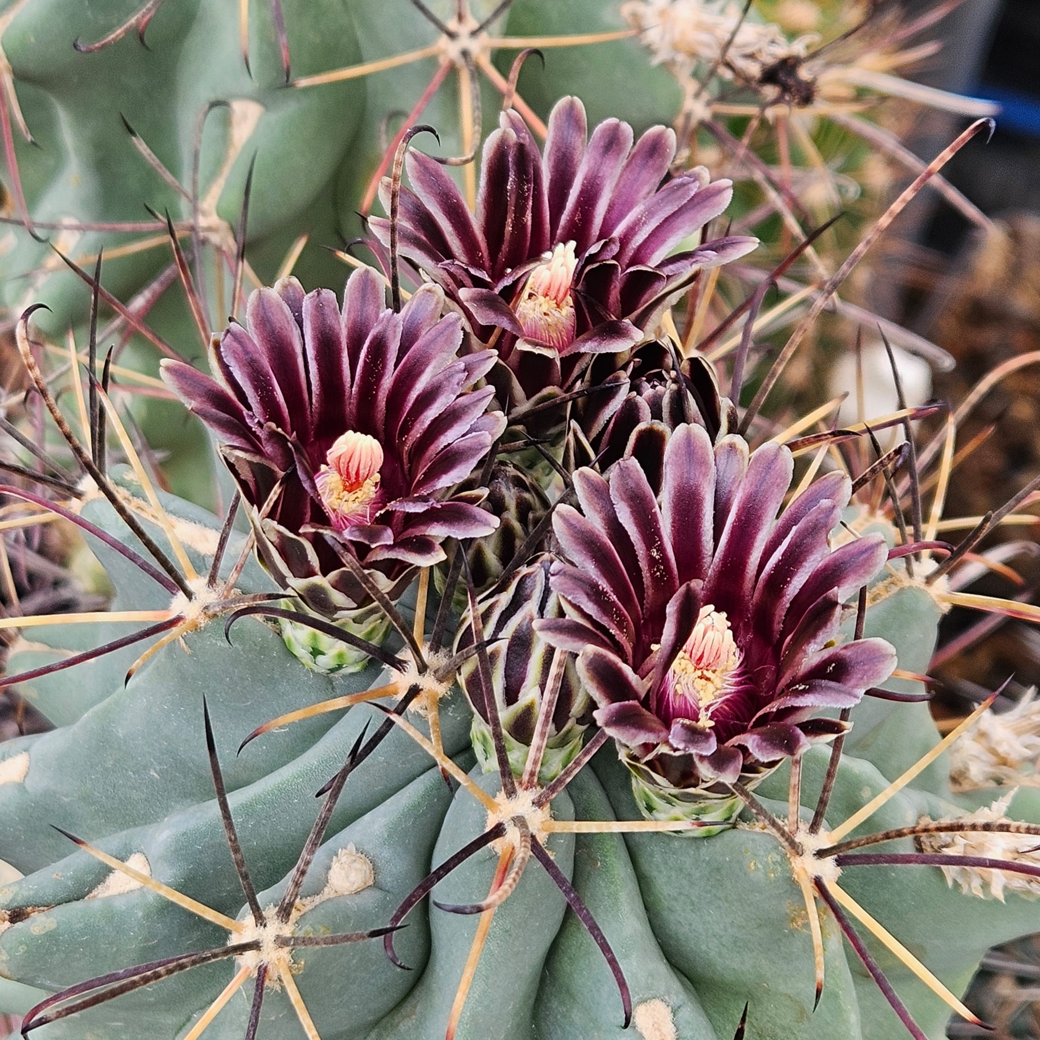 GLANDULICACTUS